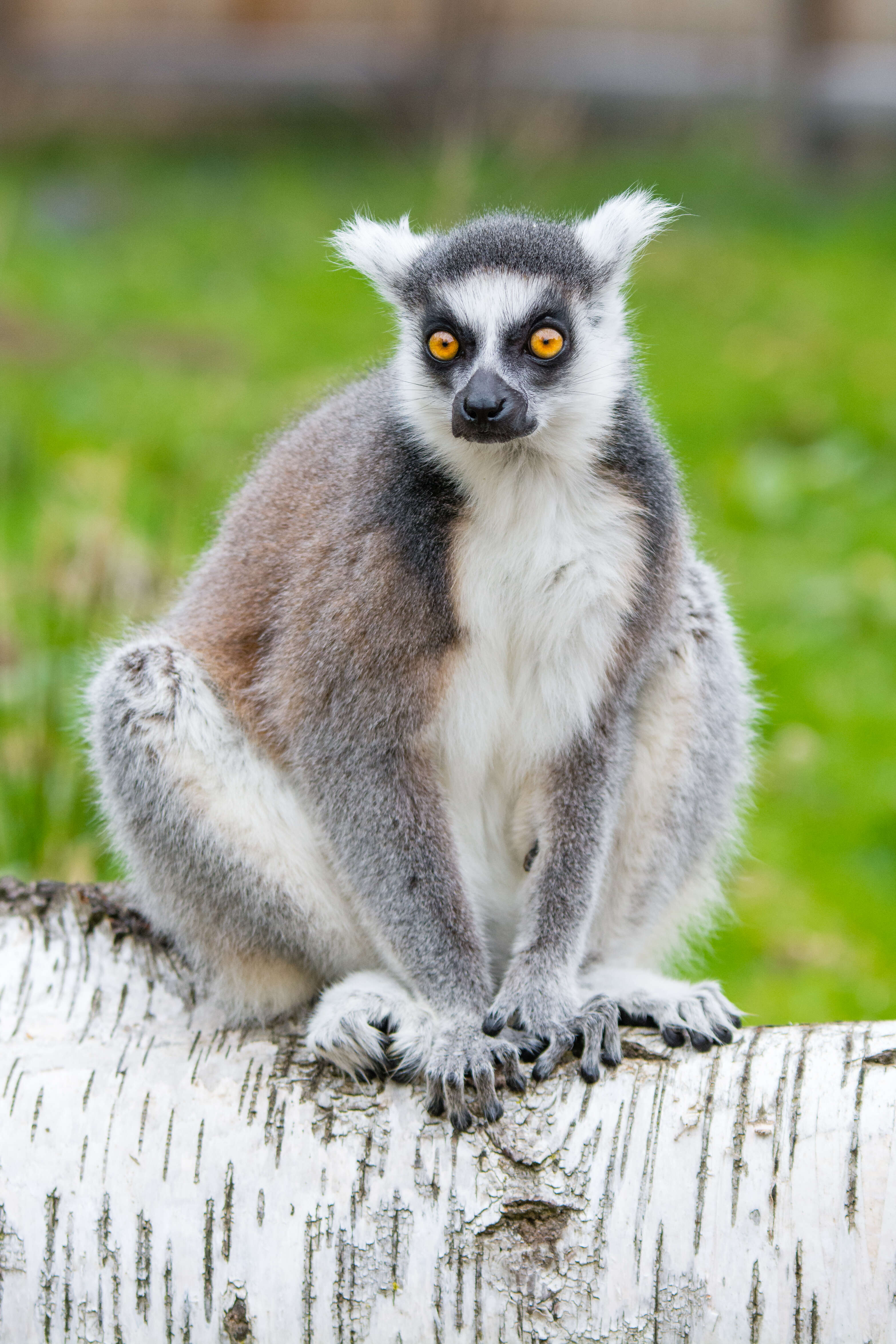 Image of Lemur Linnaeus 1758