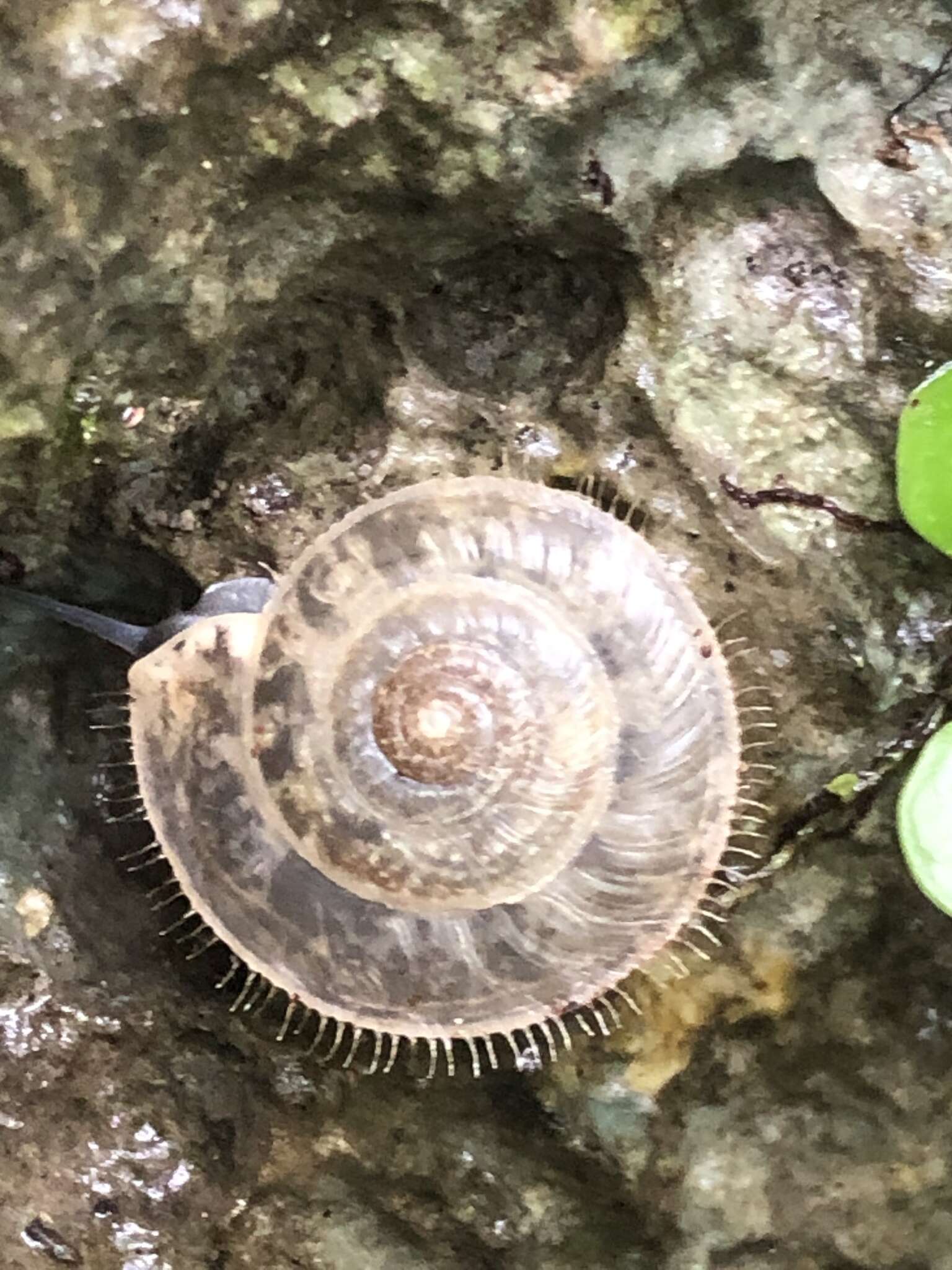 Plancia ëd Plectotropis elegantissima (L. Pfeiffer 1849)