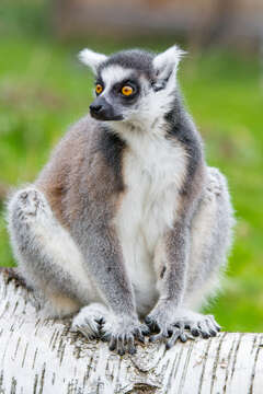 Image of Lemur Linnaeus 1758