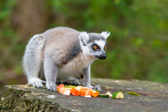 Image of Lemur Linnaeus 1758