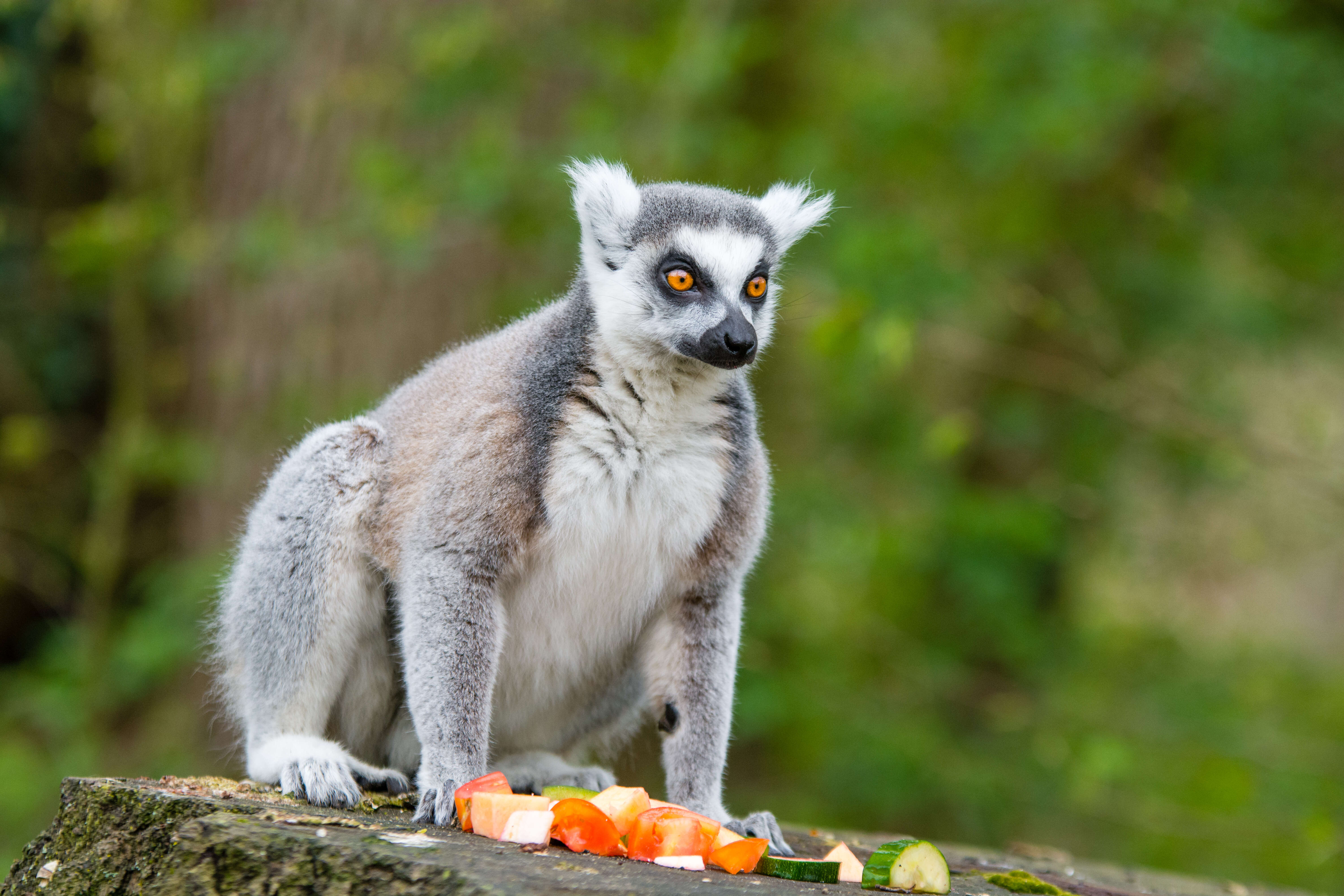 Image of Lemur Linnaeus 1758