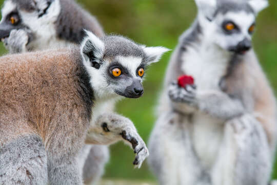 Image of Lemur Linnaeus 1758