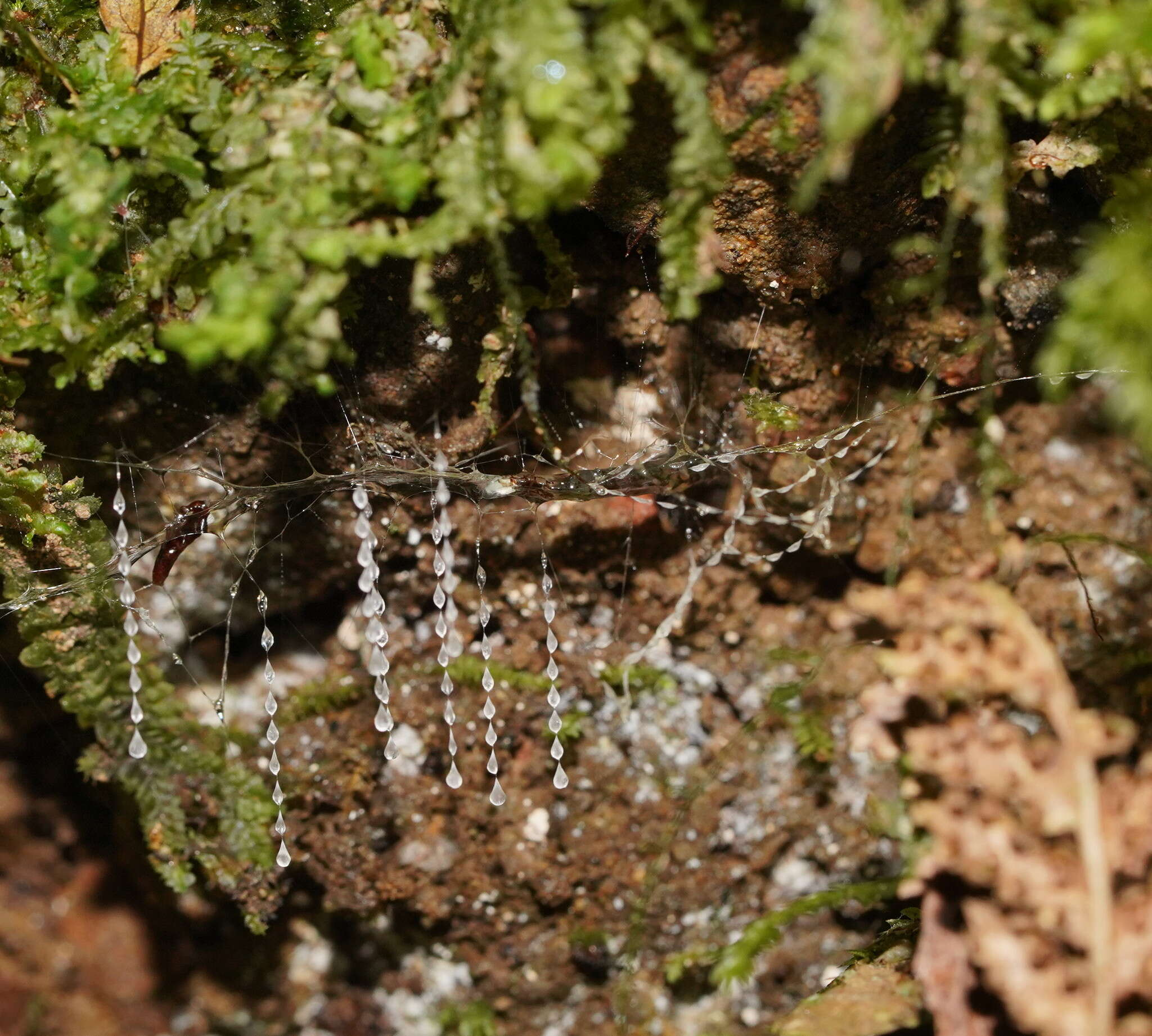 Image of Arachnocampa (Campara) otwayensis Baker 2010
