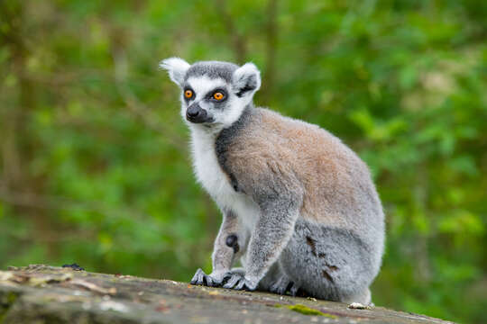 Image of Lemur Linnaeus 1758