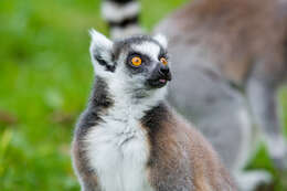 Image of Lemur Linnaeus 1758