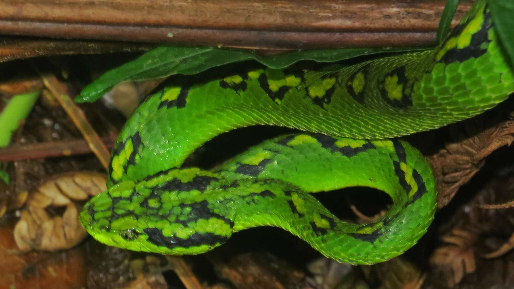 Image of Yellow-blotched Palm Pit Viper