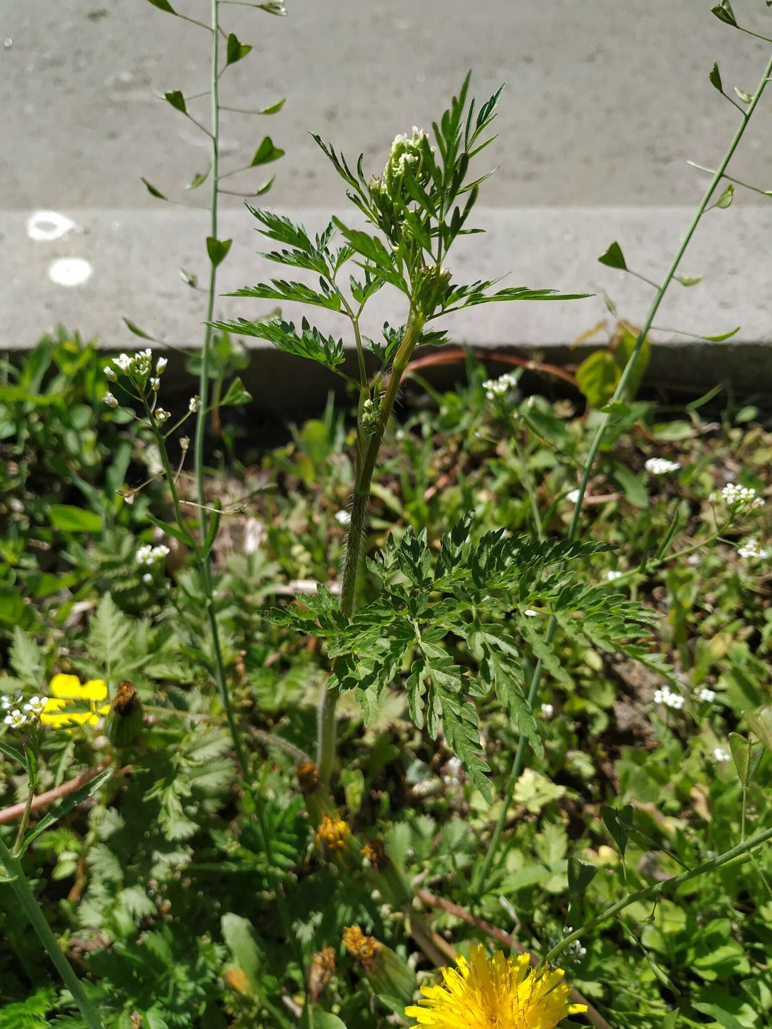 Image of Chaerophyllum prescottii DC.