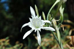 Imagem de Pancratium maritimum L.