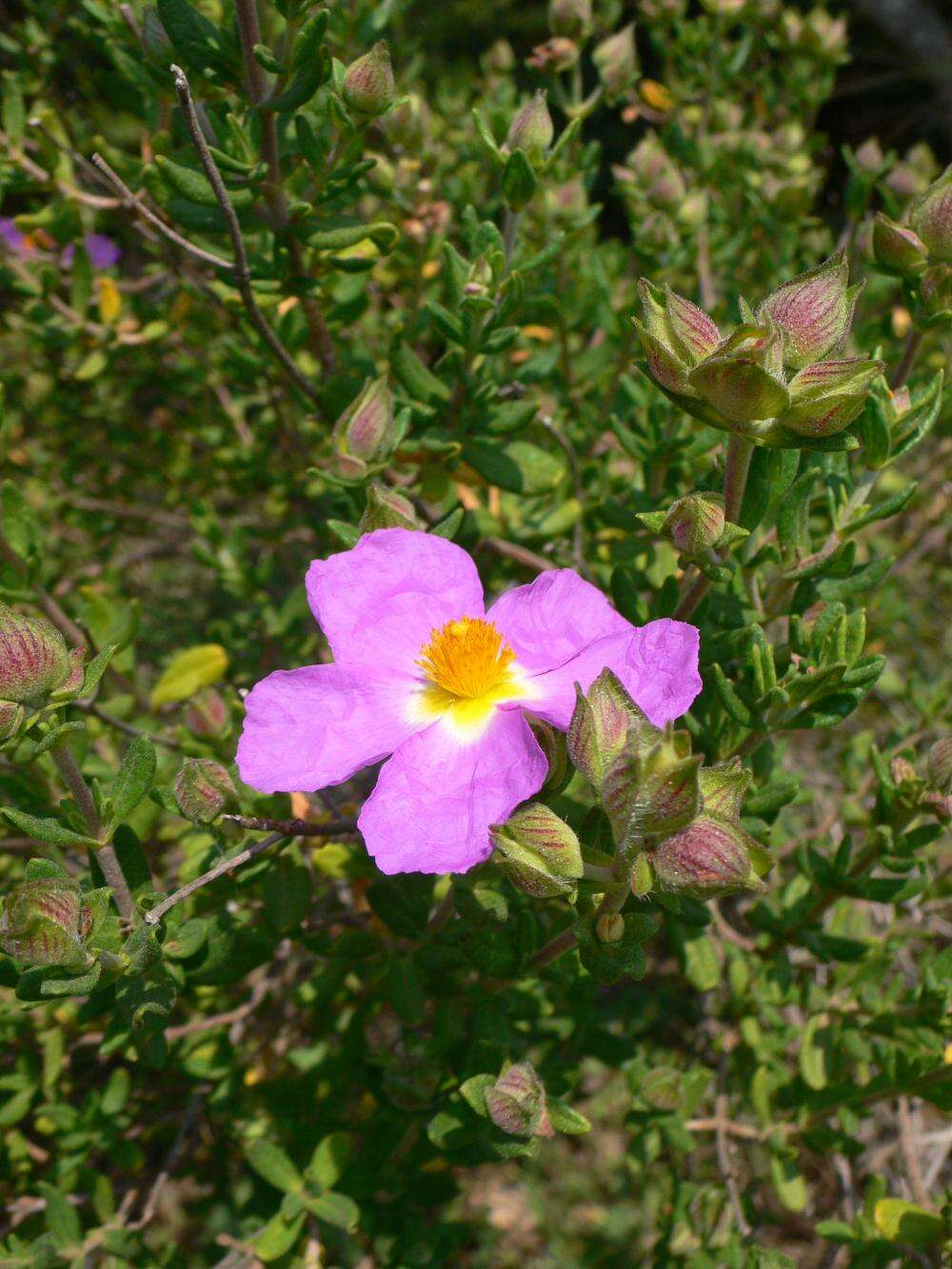 Image of Rockrose