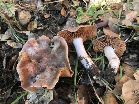 Sivun Cortinarius ohlone Bojantchev 2013 kuva