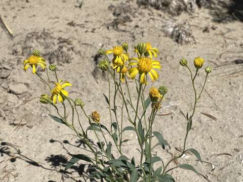 Image of Platyschkuhria integrifolia (A. Gray) Rydb.