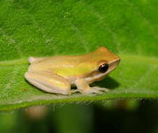 Image of Eastern Dwarf Tree Frog