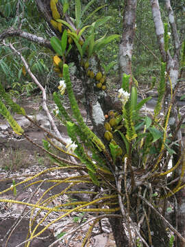 Imagem de Dendrobium ellipsophyllum Tang & F. T. Wang