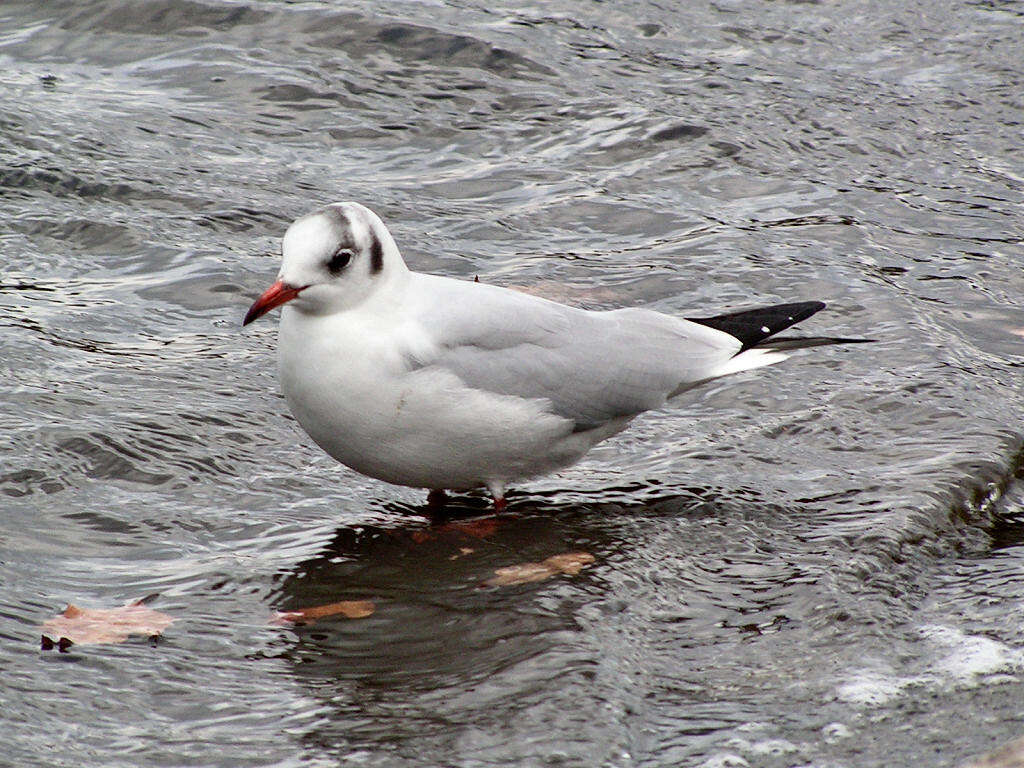 Image of Black-headed Gull