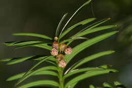 Image of English yew