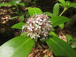 Imagem de Skimmia