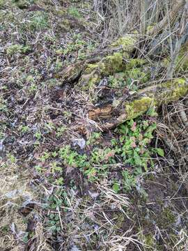 Plancia ëd Pulmonaria rubra Schott