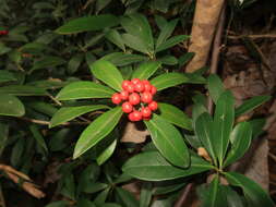 Image of Skimmia