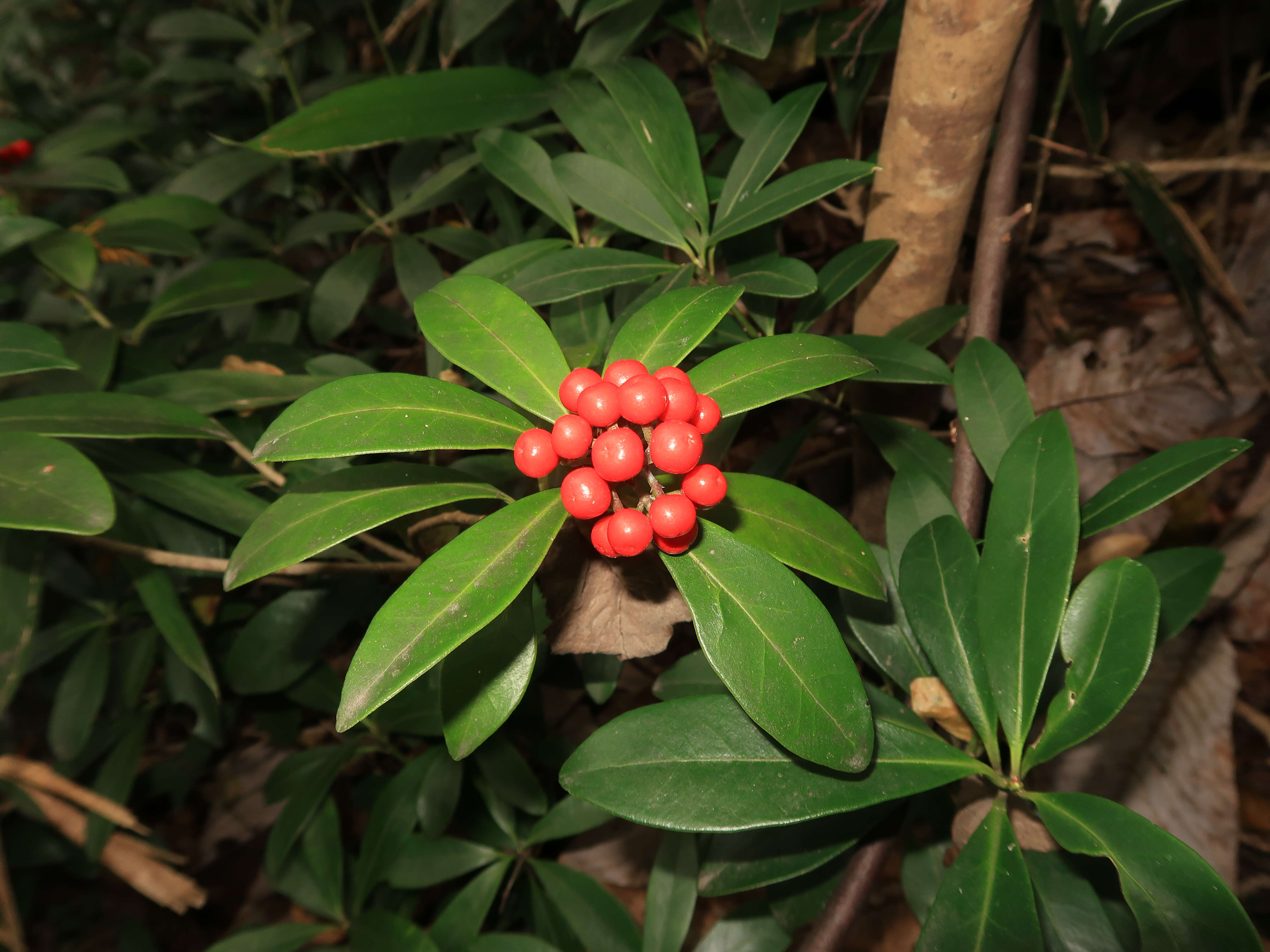 Image of Skimmia