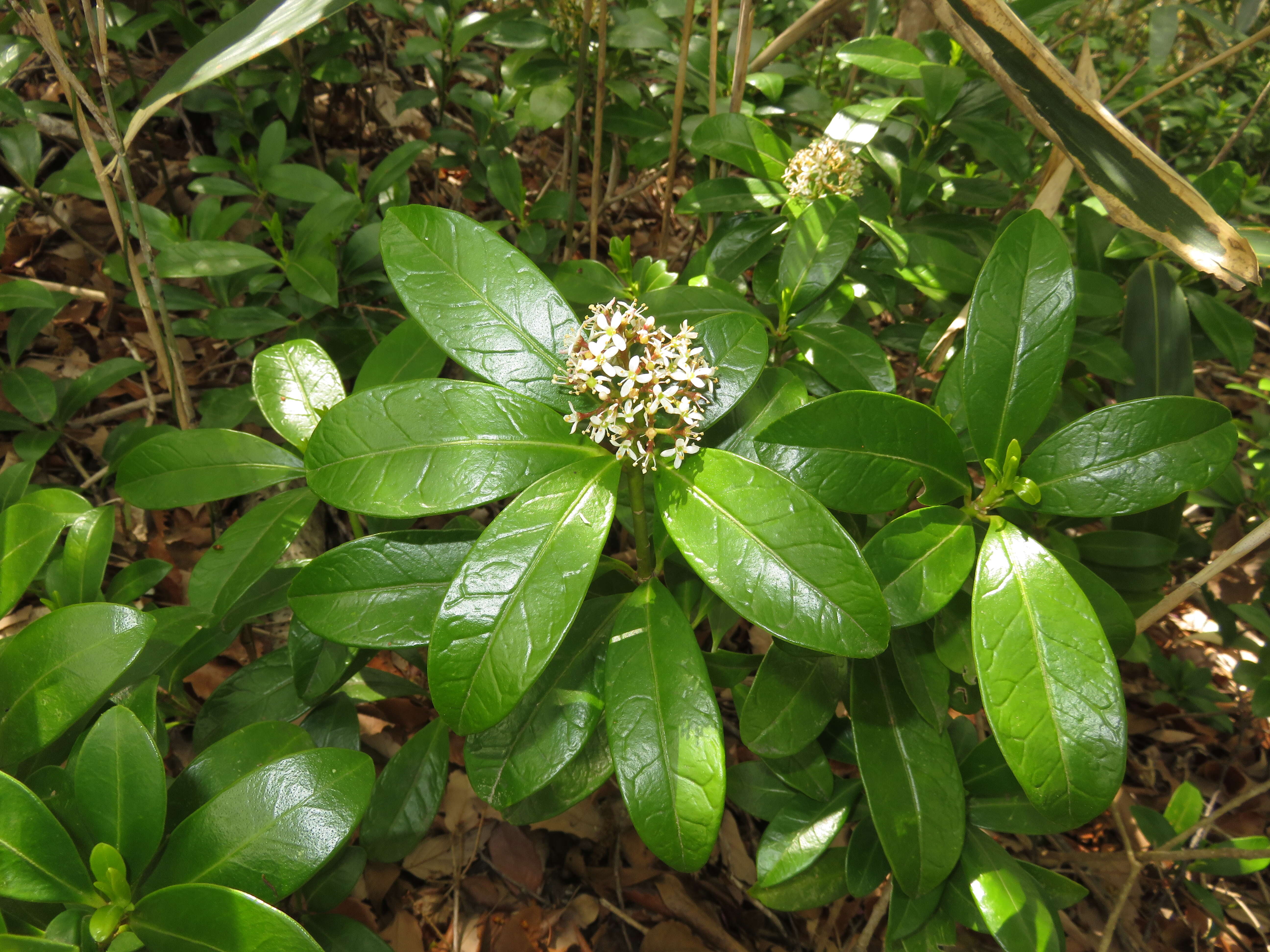 Image of Skimmia