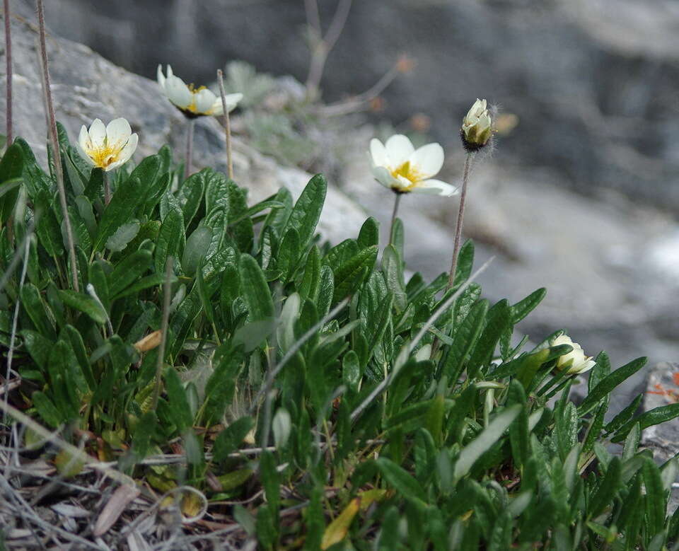 Plancia ëd Dryas integrifolia subsp. sylvatica (Hulten) Hulten