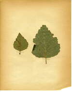 Image of Brown Birch Slender