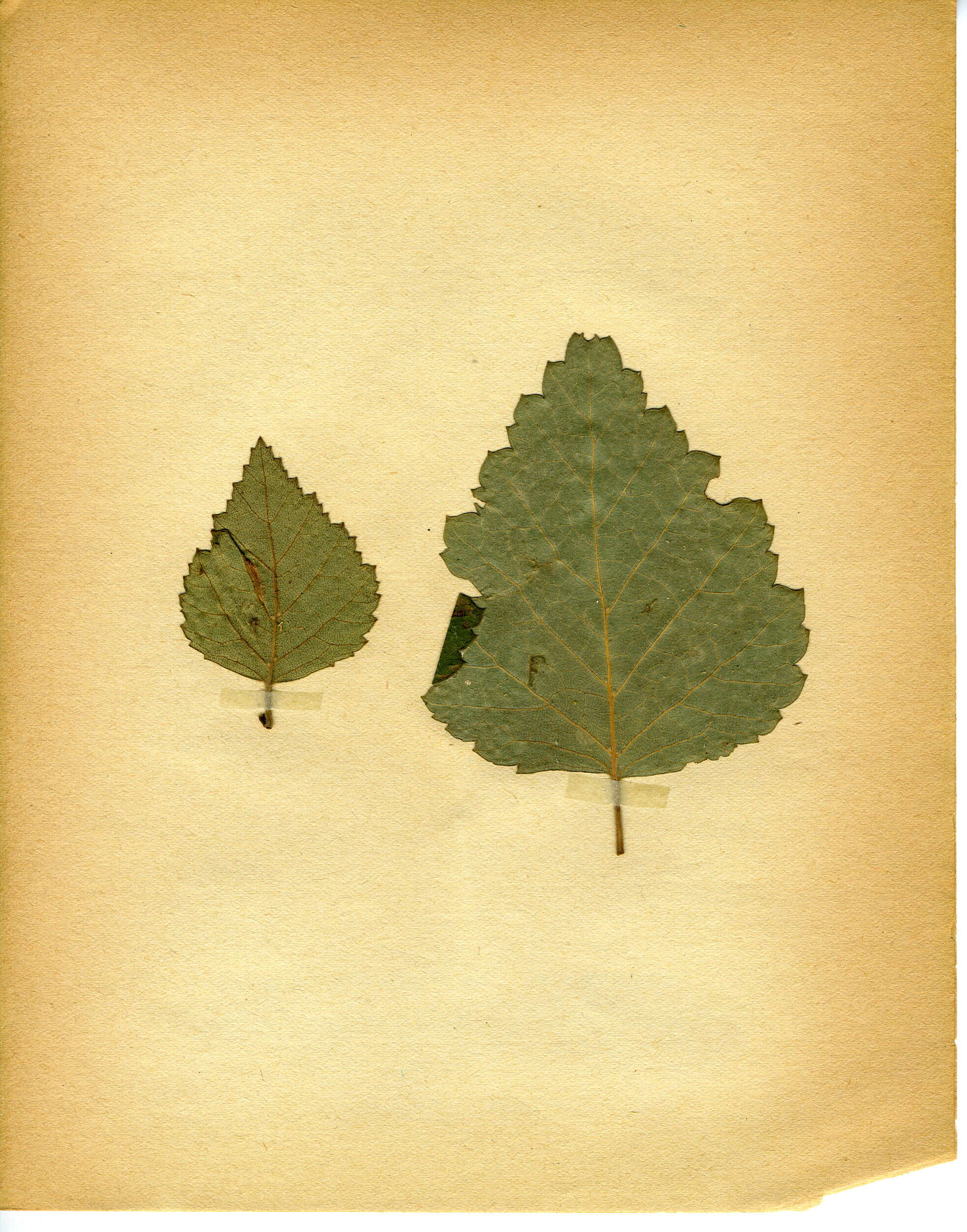Image of Brown Birch Slender
