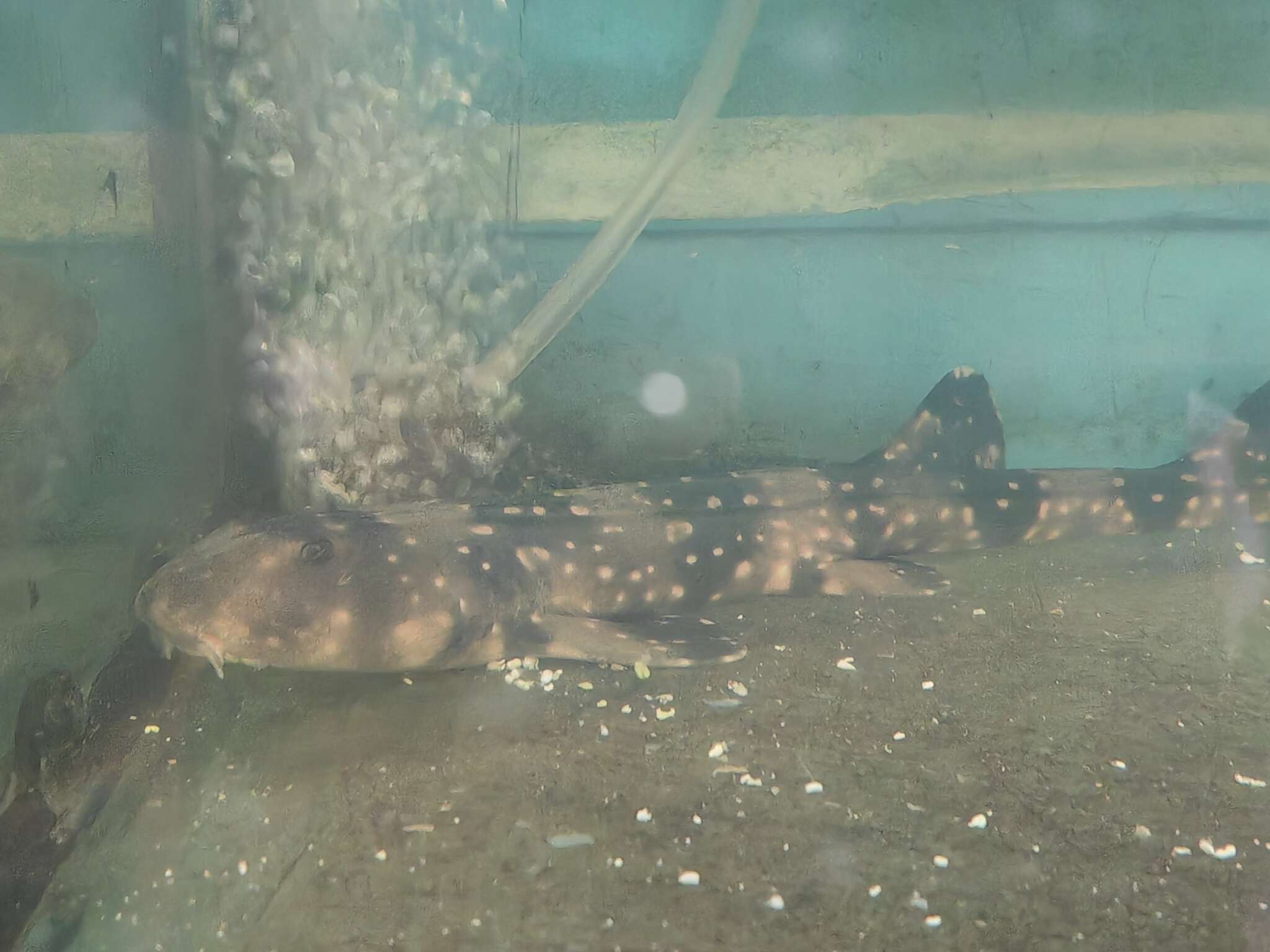 Image of Bluespotted Bamboo Shark