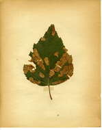 Image of Lyonetia prunifoliella Hübner 1796