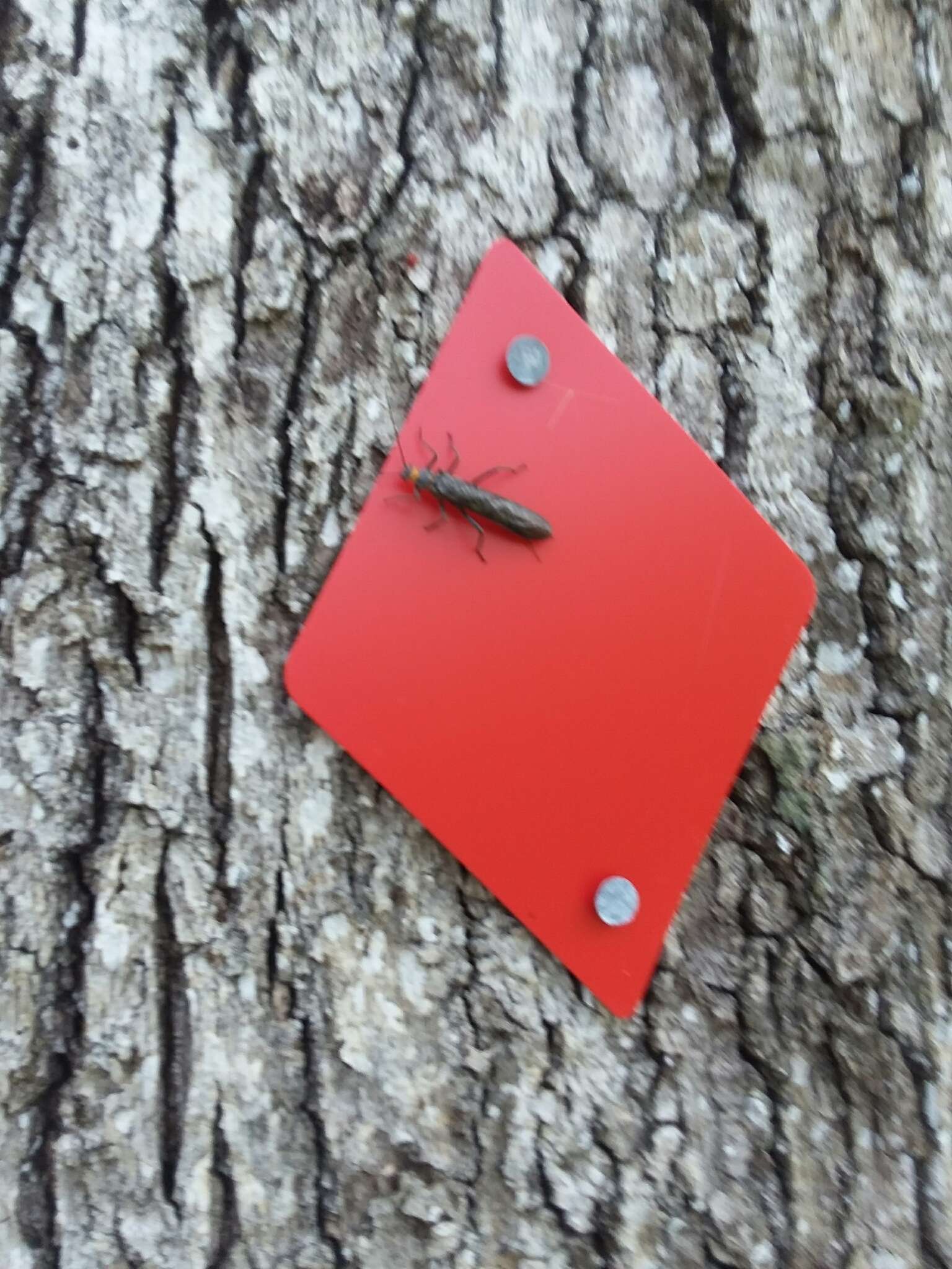 Image of Midwestern Salmonfly