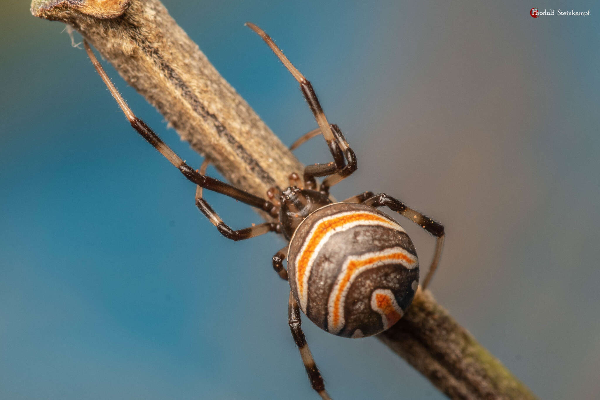 Latrodectus renivulvatus Dahl 1902的圖片