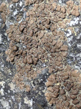 Image of cracked lichen