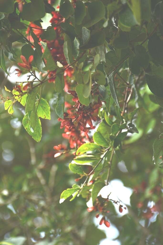 Plancia ëd Heteropterys brachiata (L.) DC.