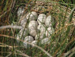 Image of Common Coot