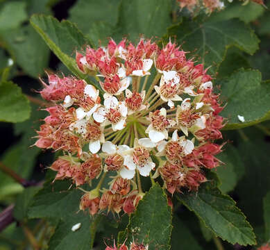 Physocarpus opulifolius (L.) Maxim. resmi