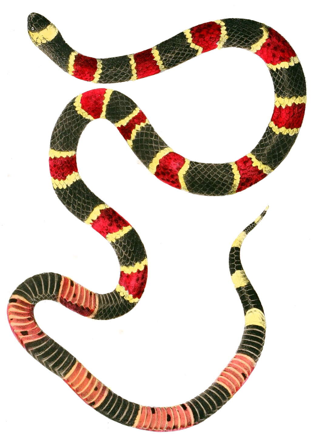 Image of Eastern Coral Snake