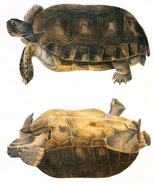 Image of (Florida) Gopher Tortoise