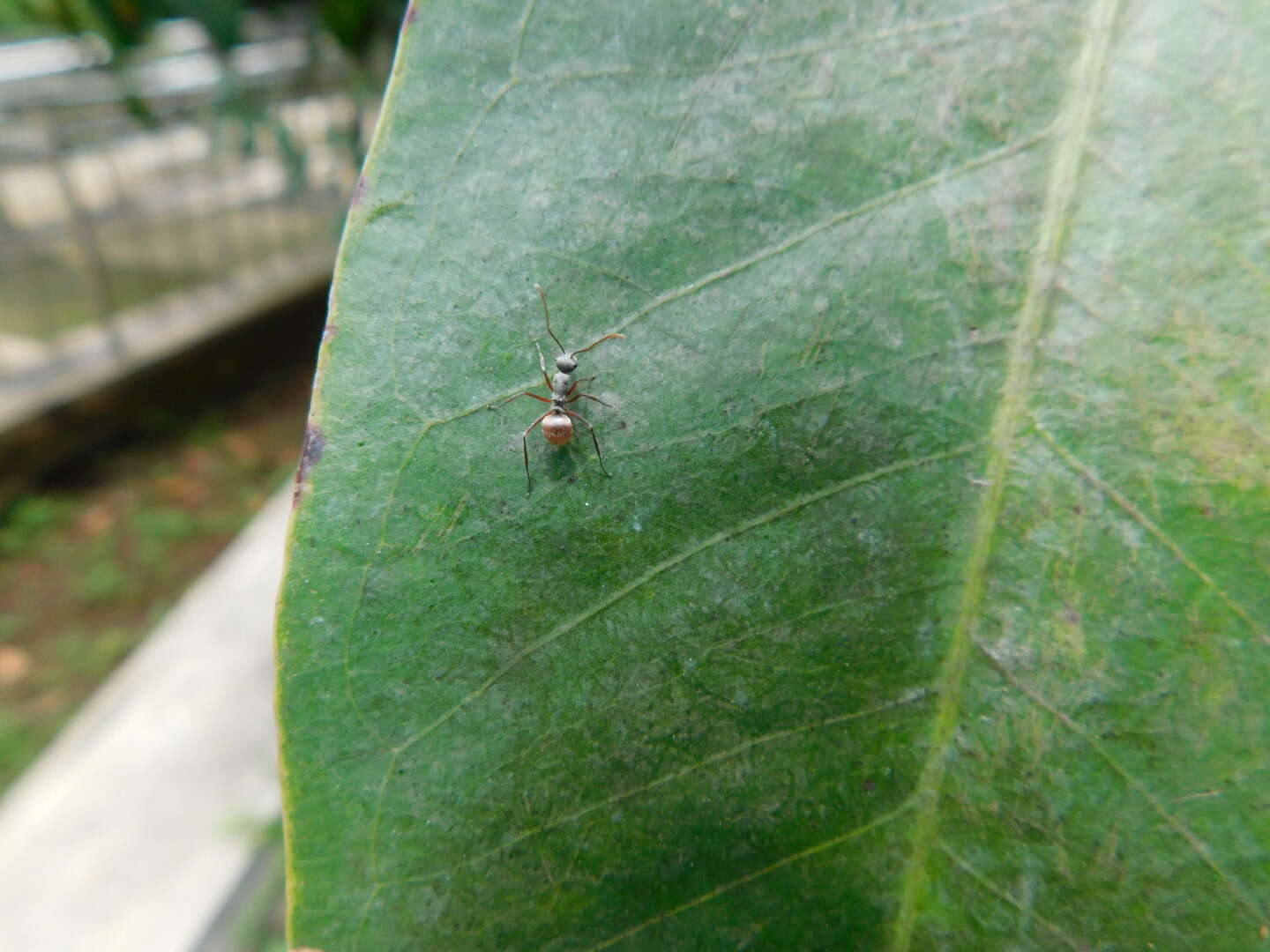 Image of Polyrhachis bicolor Smith 1858