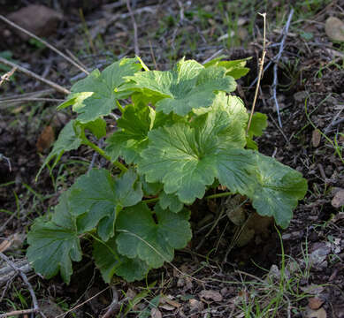 Image of California larkspur