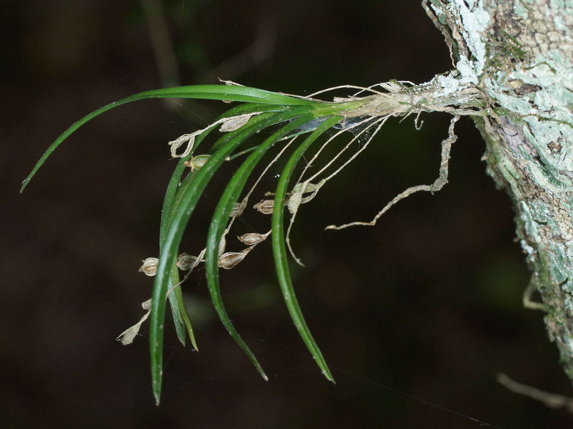 Imagem de Angraecum sacciferum Lindl.