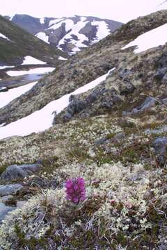 Слика од Pedicularis lanata Willd. ex Cham. & Schltdl.