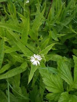 Image of Stellaria radians L.