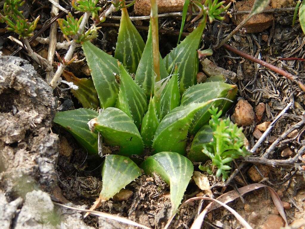 Image of Haworthia mirabilis (Haw.) Haw.