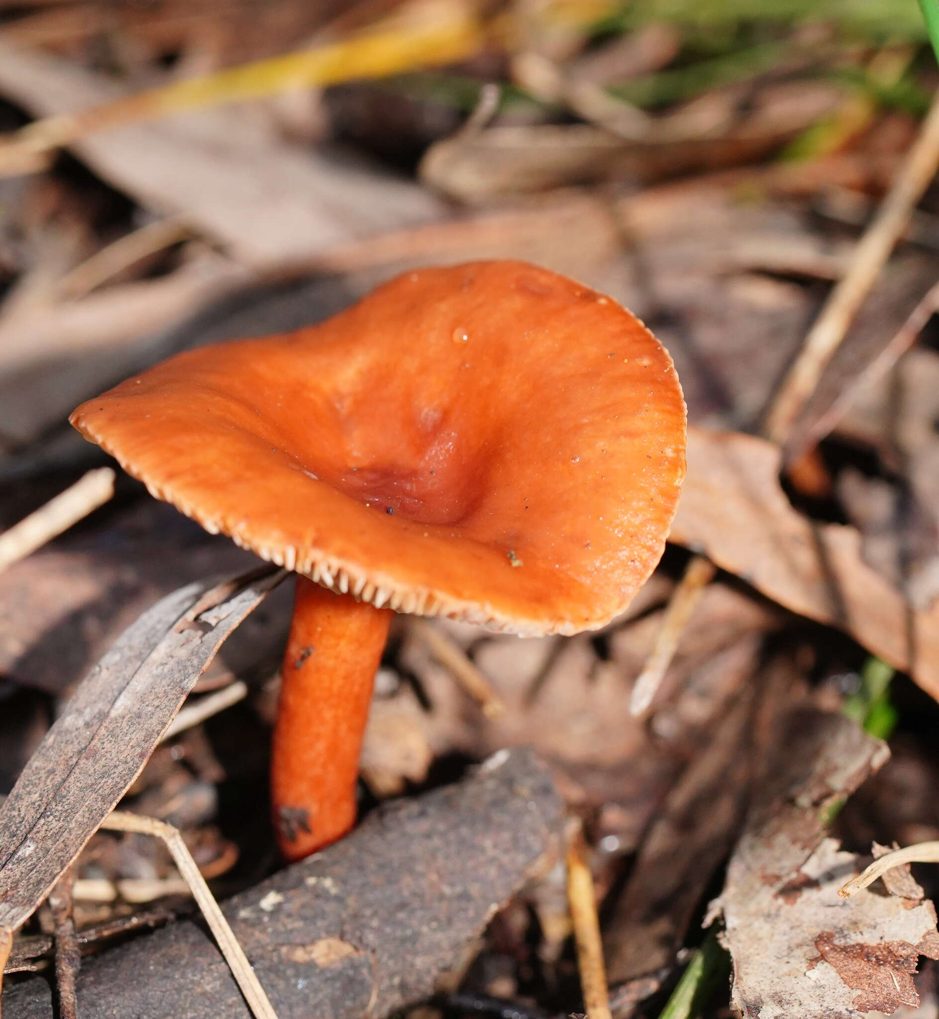 Plancia ëd Lactarius eucalypti O. K. Mill. & R. N. Hilton 1987