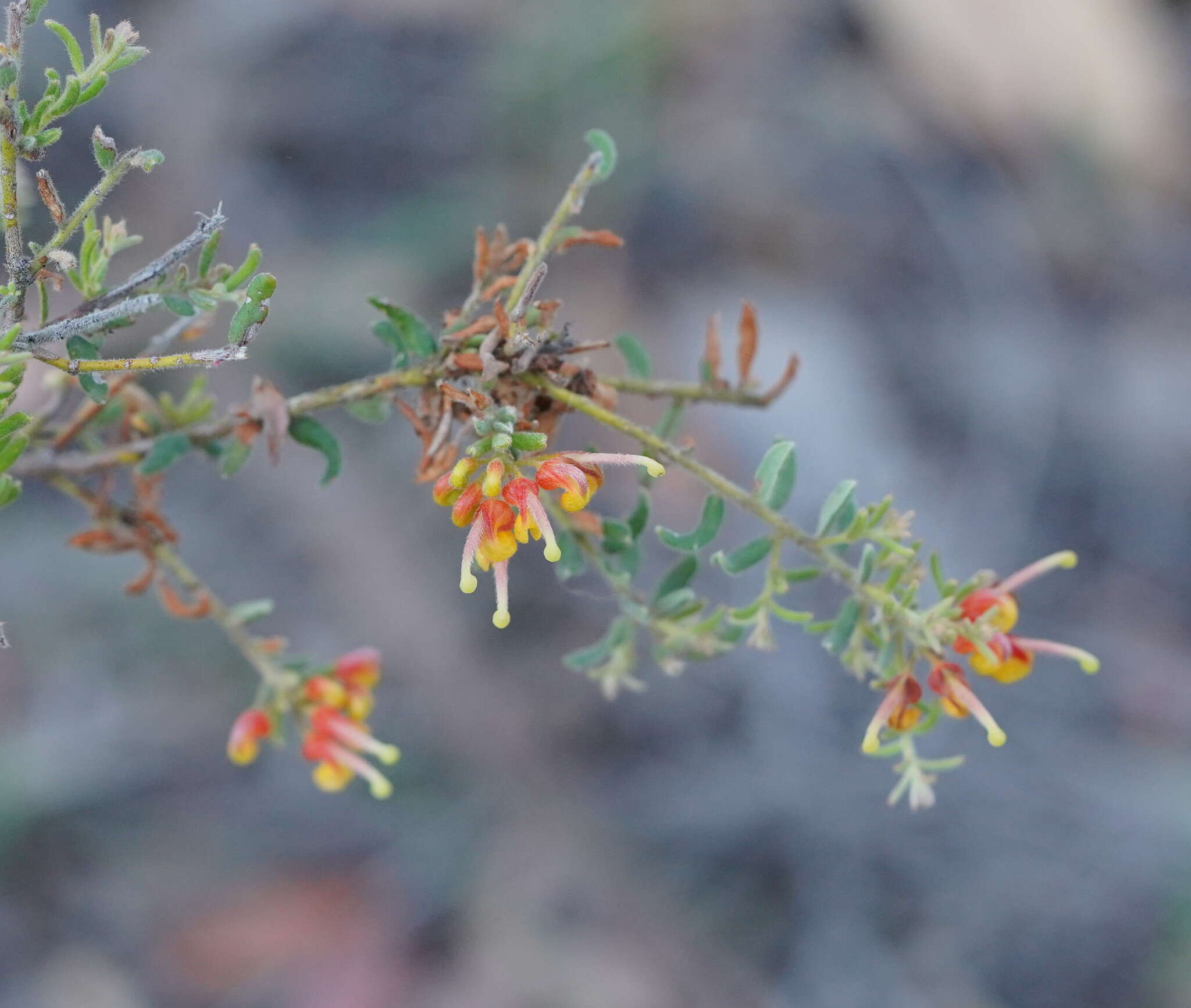 صورة Grevillea alpina Lindl.