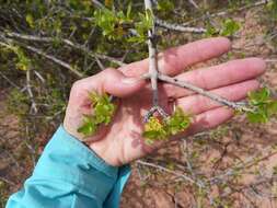 Forestiera pubescens var. pubescens resmi