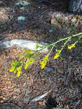 Image of Small's goldenrod