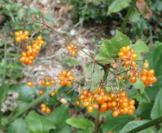 Image of Knowltonia vesicatoria subsp. grossa H. Rasmussen