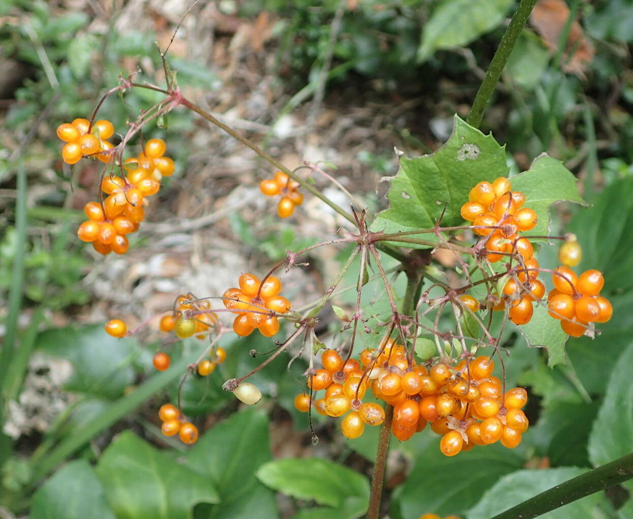 Image of Knowltonia vesicatoria subsp. grossa H. Rasmussen