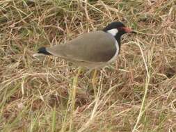 Image of Red-wattled Lapwing